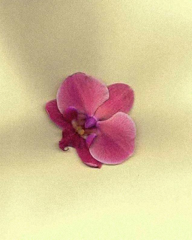 Escaneo botánico de una orquídea sobre fondo crema