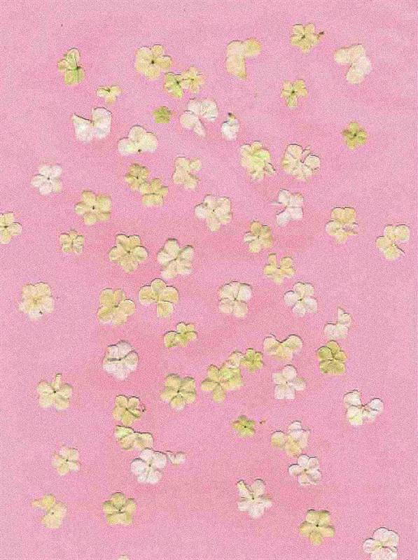 Escaneo botánico de florecillas blancas sobre fondo rosa