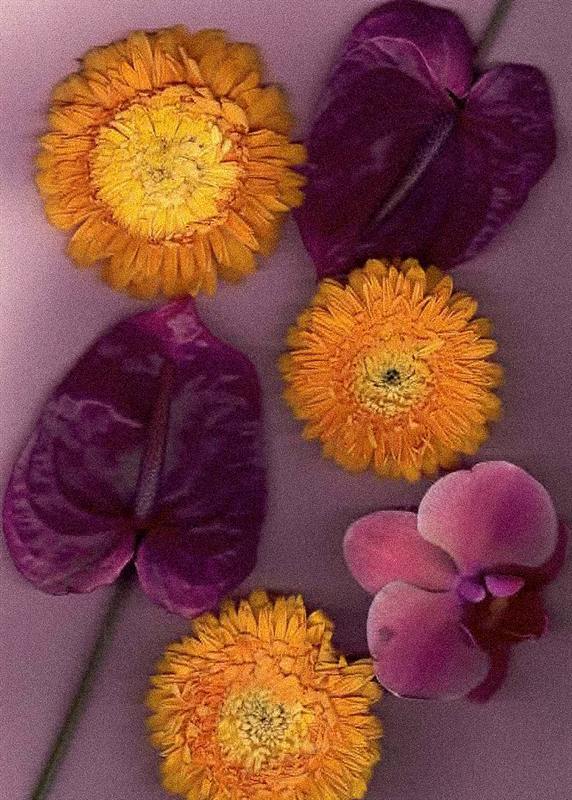 Escaneo botánico de gerberas naranjas y anturios morados